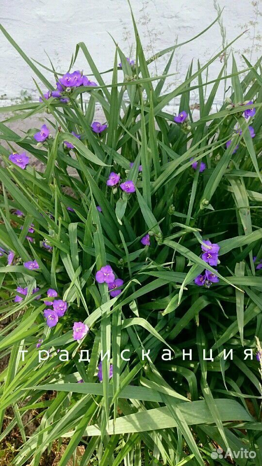 Садовые цветы купить на Зозу.ру - фотография № 5