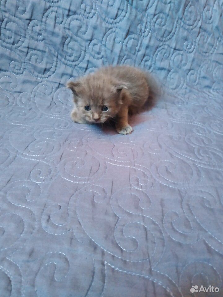 Продам котенка вислоухово серого купить на Зозу.ру - фотография № 2