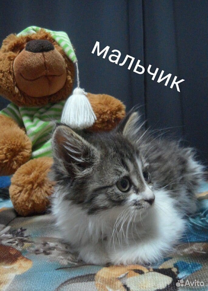 Котята, от приюта купить на Зозу.ру - фотография № 4