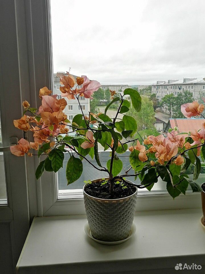 Бугенвиллия, цвет персиковая и фуксия купить на Зозу.ру - фотография № 2
