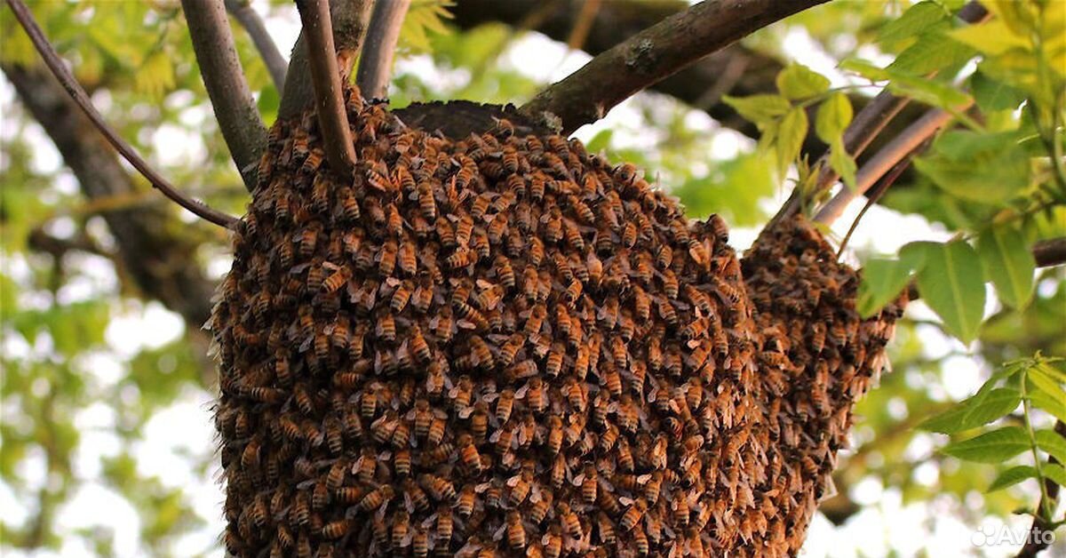 Пчелы,ульи,пчелосемьи купить на Зозу.ру - фотография № 1