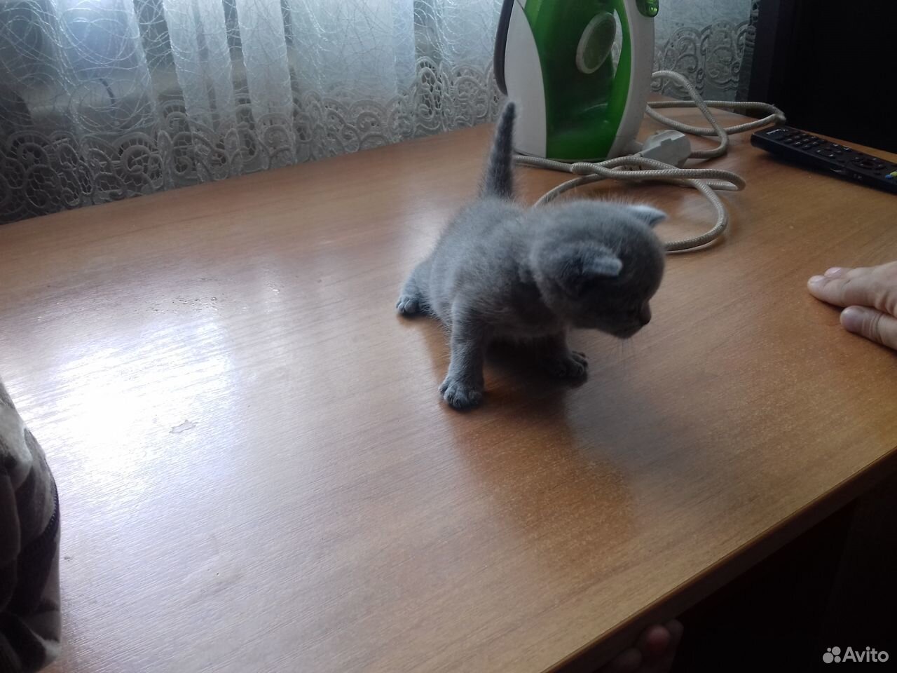 Продам котят купить на Зозу.ру - фотография № 4