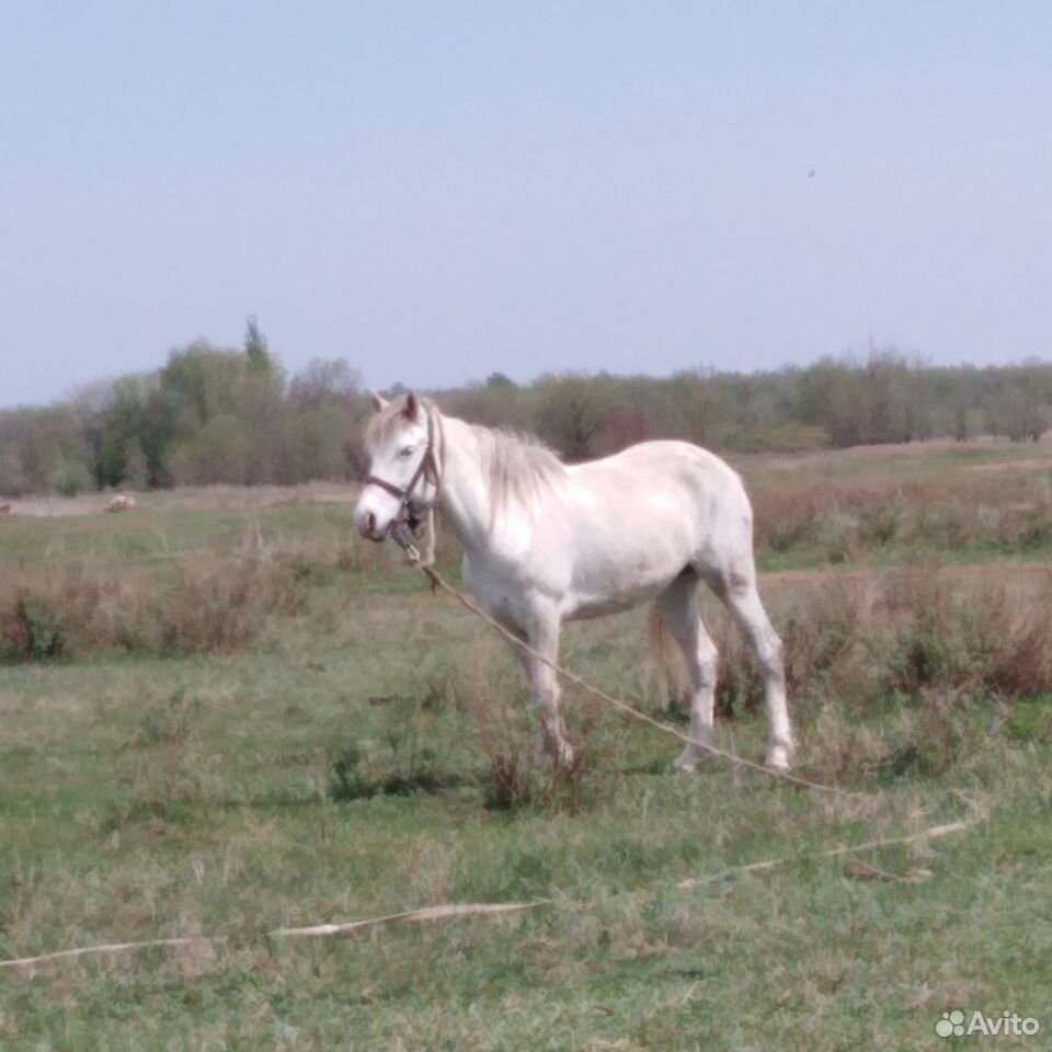 Лошадь Анжела купить на Зозу.ру - фотография № 1