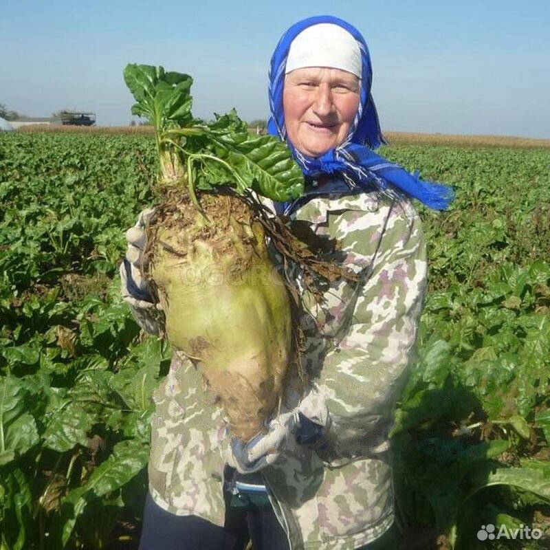 Дражированные семена кормовой свеклы сорта Лада купить на Зозу.ру - фотография № 3