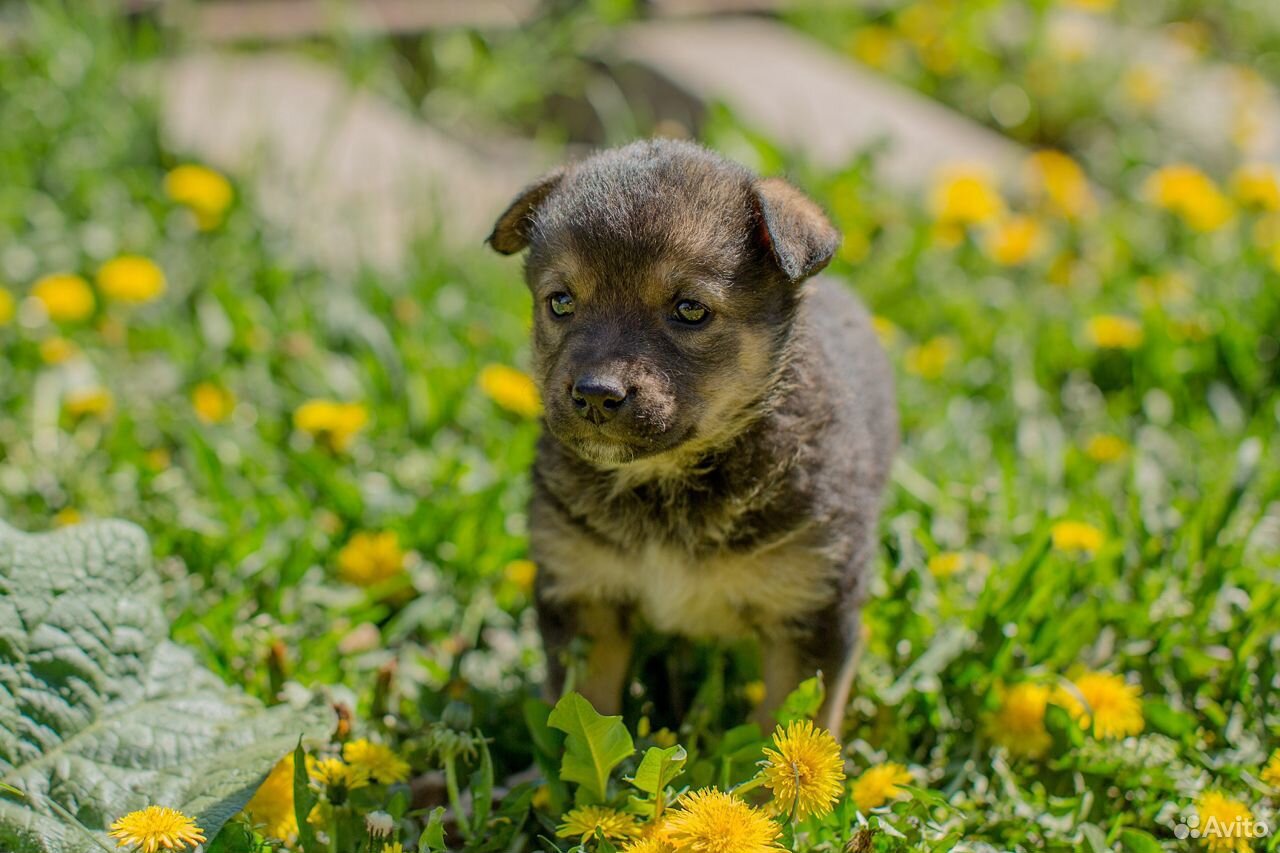 Бусинка - ласковый щенок ищет свою семью купить на Зозу.ру - фотография № 4