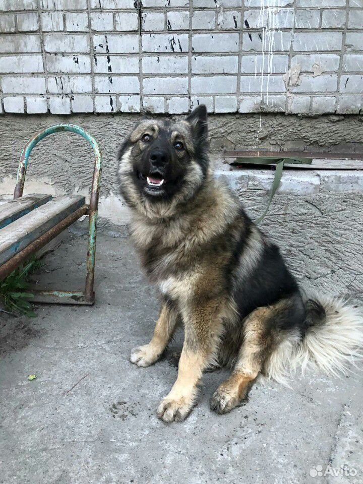 Собака ищет хозяина купить на Зозу.ру - фотография № 1