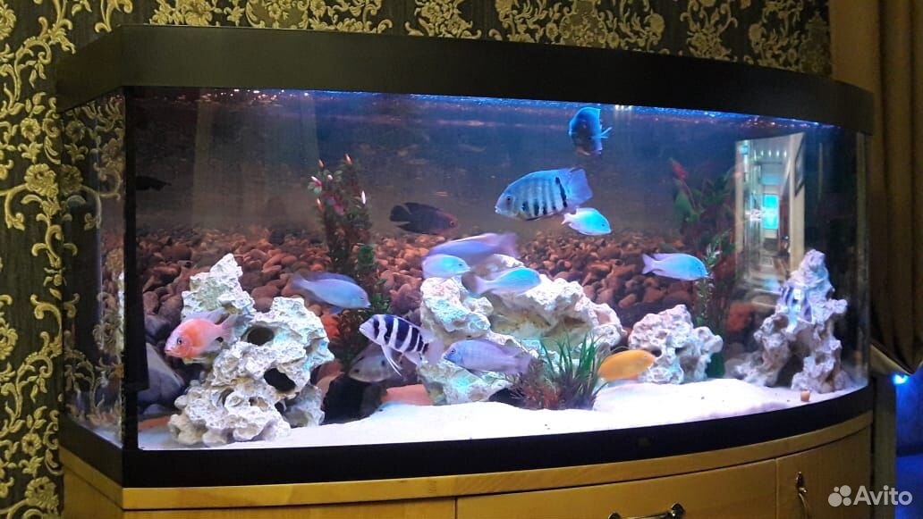 Продается аквариум juwel vizion 450 литров купить на Зозу.ру - фотография № 1