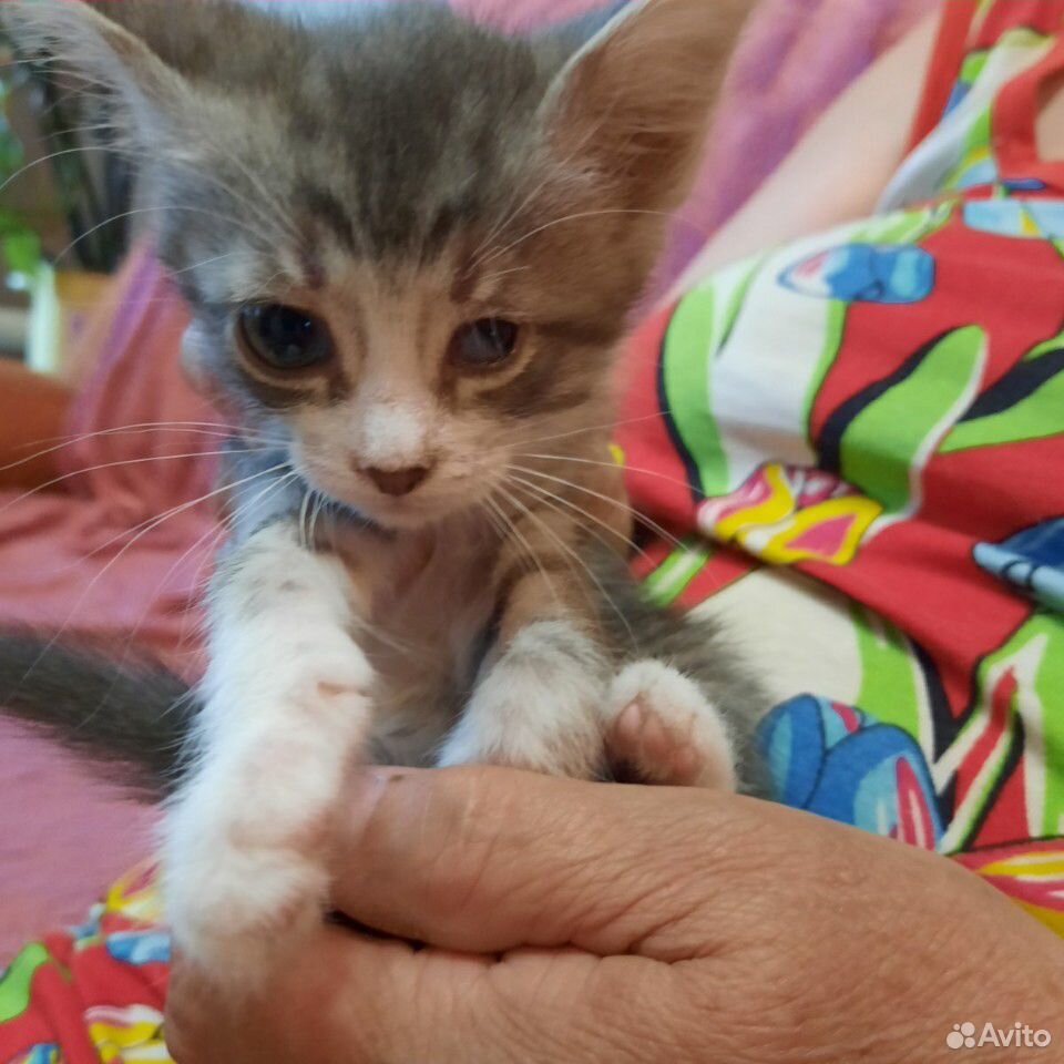 Беспородная кошка девочка. Нужен котенок девочка. Котенок девочка в добрые руки. Котенок девочка в добрые руки. Котенок девочка в добрые руки.