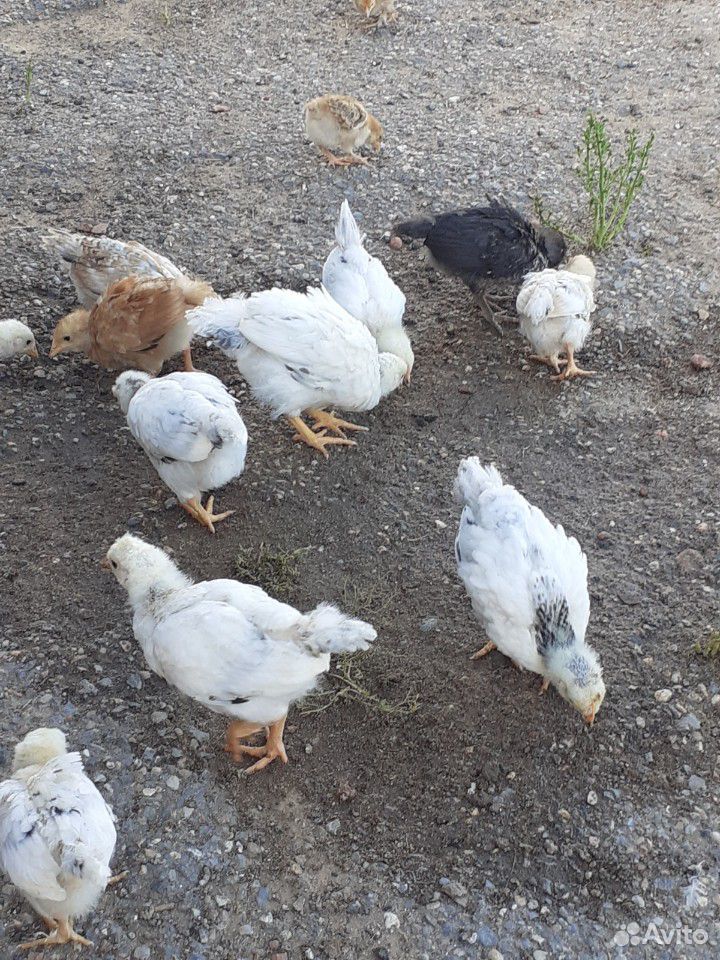 Курочки цыплята купить на Зозу.ру - фотография № 2