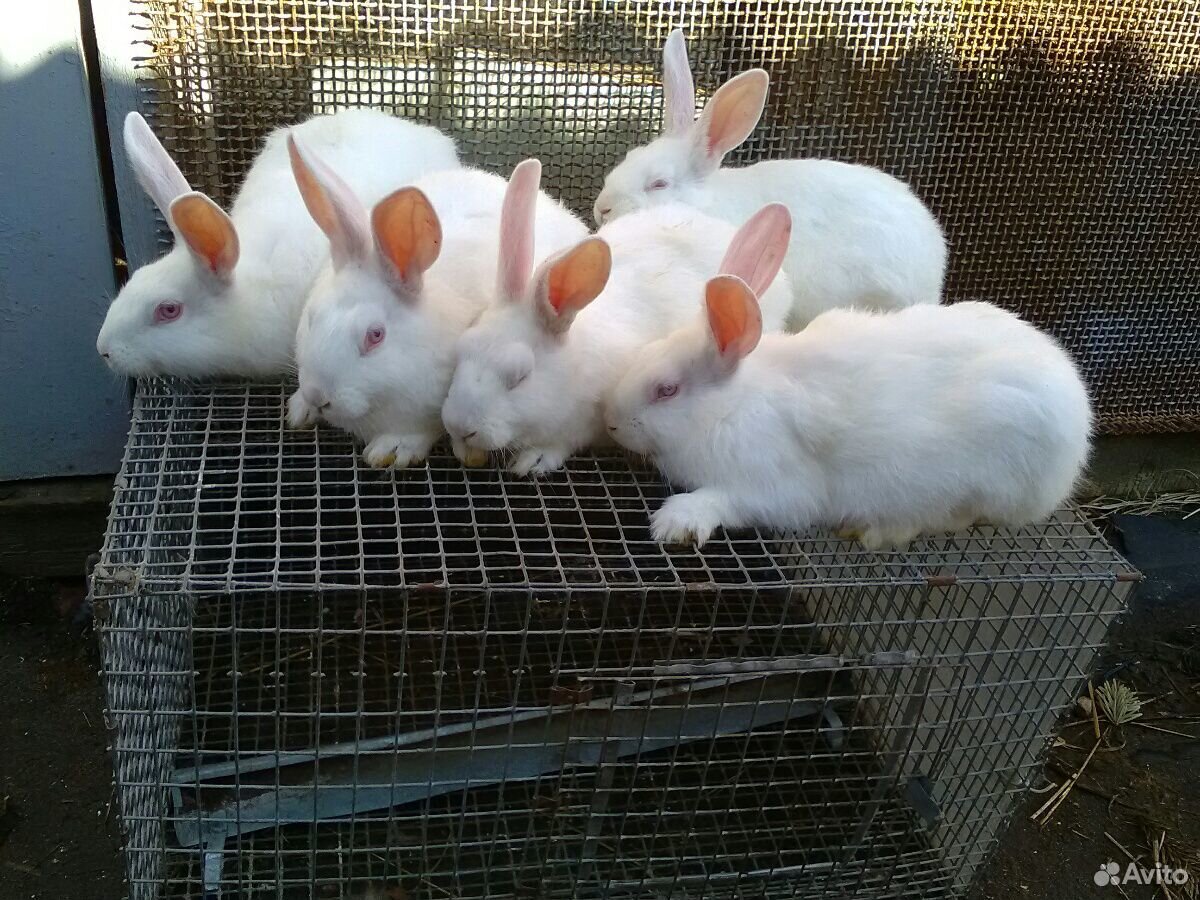 Кролики белый паннон,сов.шиншила купить на Зозу.ру - фотография № 1