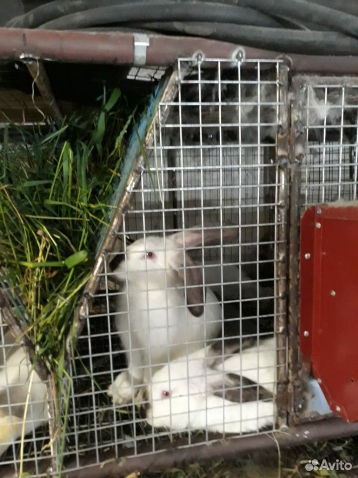 Кролики (чистые калифорнийцы) купить на Зозу.ру - фотография № 1