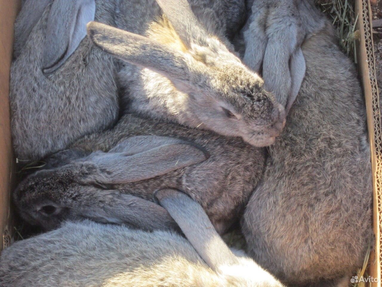 Кролики помесь фландр с серым великаном купить на Зозу.ру - фотография № 1