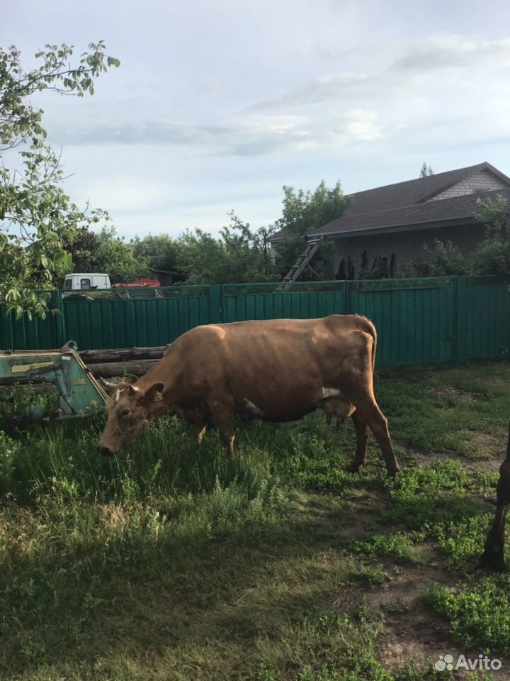 Коровы, бык купить на Зозу.ру - фотография № 4