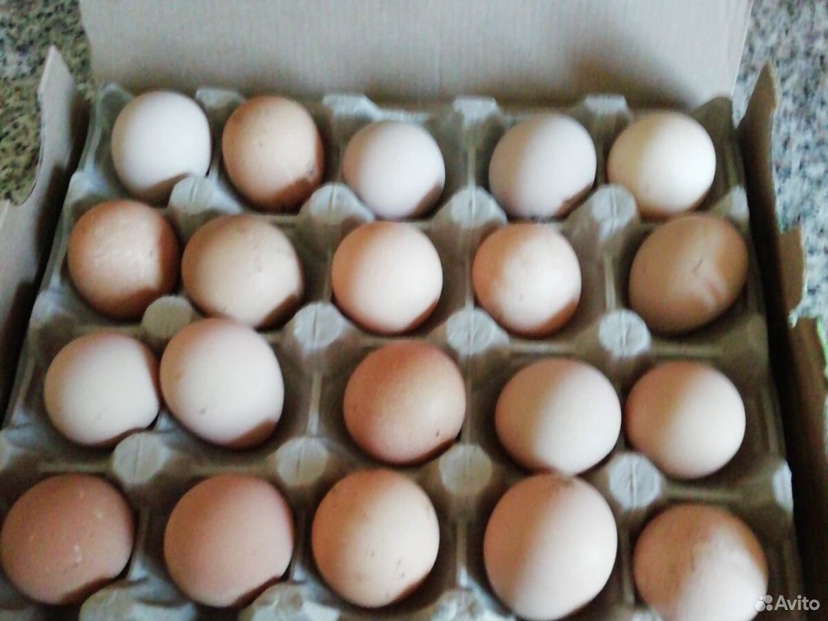 Яйцо цесариное инкубационное купить на Зозу.ру - фотография № 2