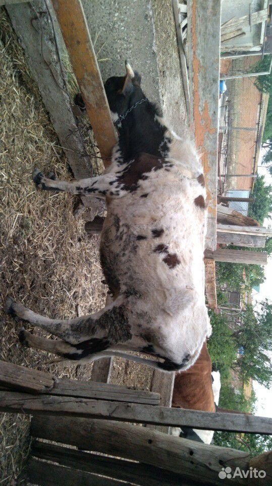 Корова с телетятоми купить на Зозу.ру - фотография № 3