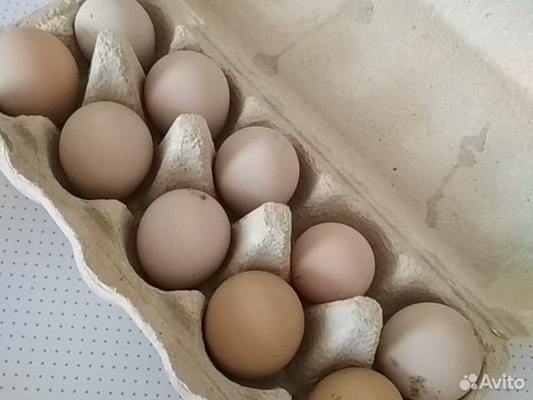 Яйца цесарок купить на Зозу.ру - фотография № 2