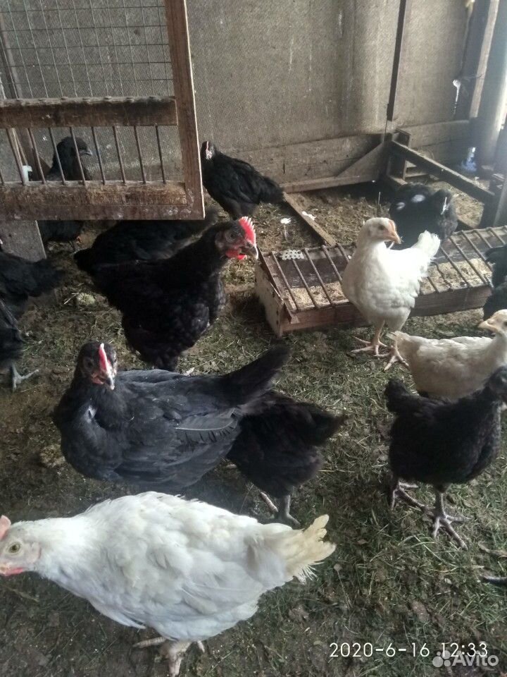 Цыплята от домашних кур купить на Зозу.ру - фотография № 5