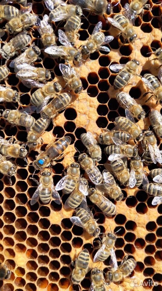 Плодные пчеломатки 2020 года купить на Зозу.ру - фотография № 1