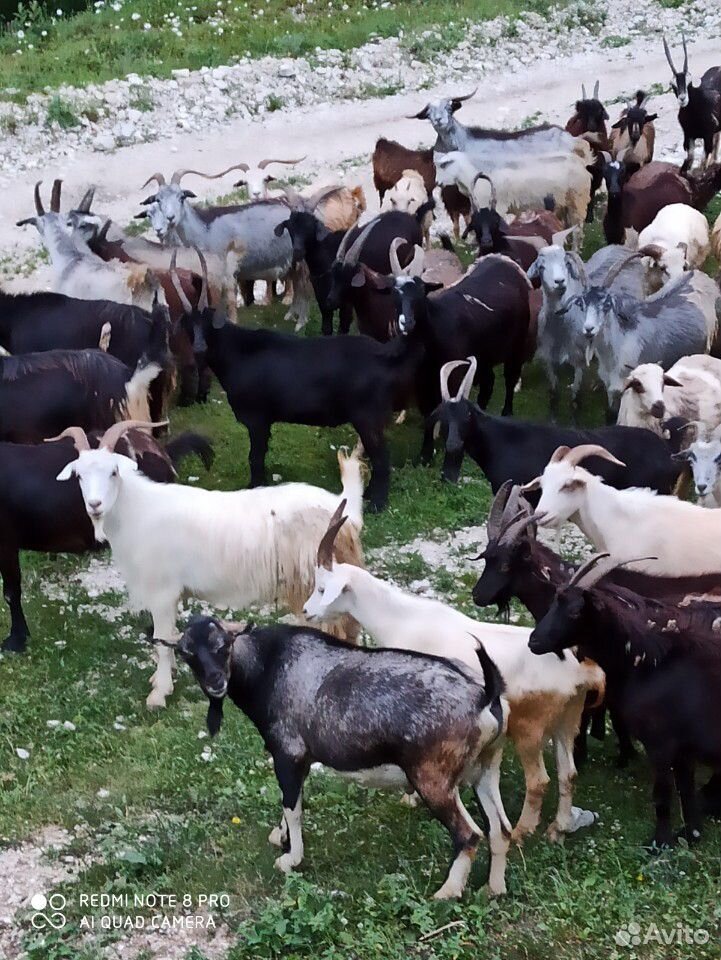Овцы и козы в круг купить на Зозу.ру - фотография № 1