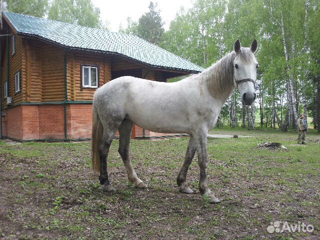 Продаются лошади породы Орловская рысистая купить на Зозу.ру - фотография № 2