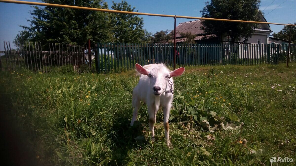 Продам коз купить на Зозу.ру - фотография № 3