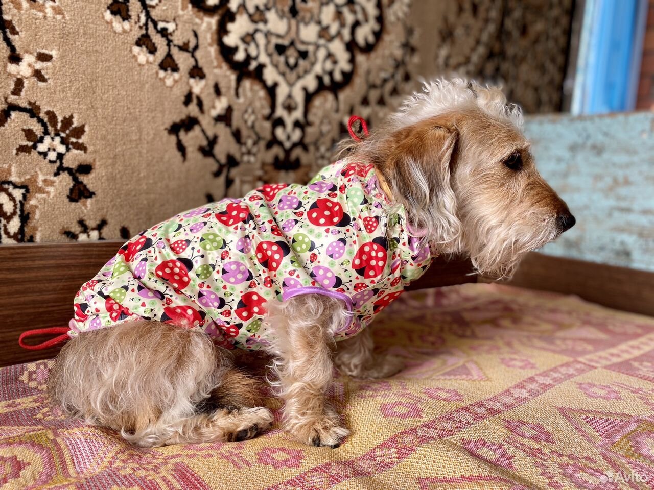 Попона для небольшой собаки на флисе купить на Зозу.ру - фотография № 1