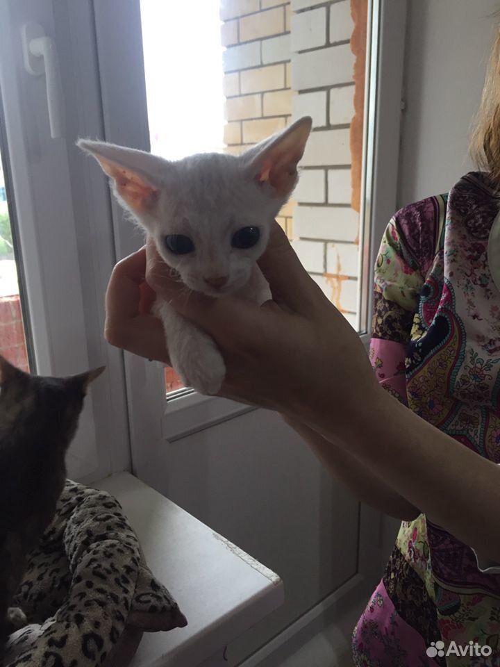 Породистые котята купить на Зозу.ру - фотография № 2
