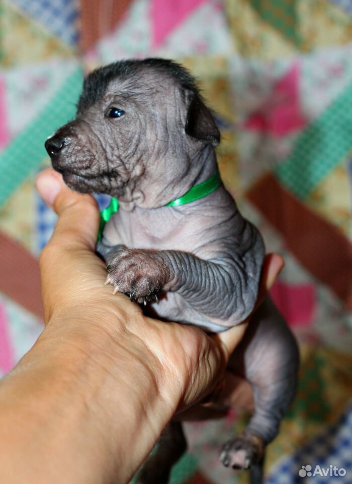 Щенки мексиканской голой собаки (ксолоитцкуинтли) купить на Зозу.ру - фотография № 2
