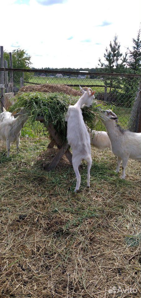 3 двойные козы, коза подросток, и рабочий казел купить на Зозу.ру - фотография № 1