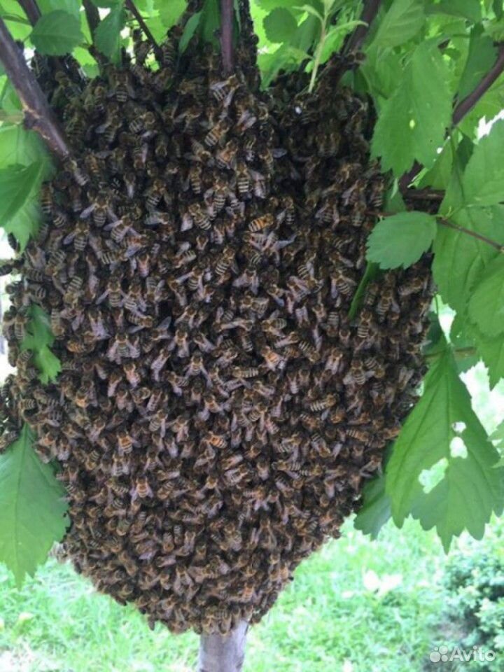 Сниму Рой пчёл с вашего участка купить на Зозу.ру - фотография № 1