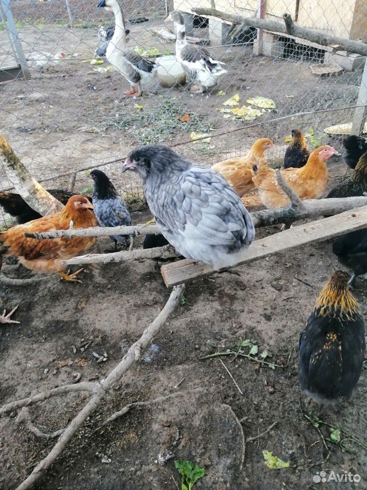 Цыплята подрощенные купить на Зозу.ру - фотография № 1