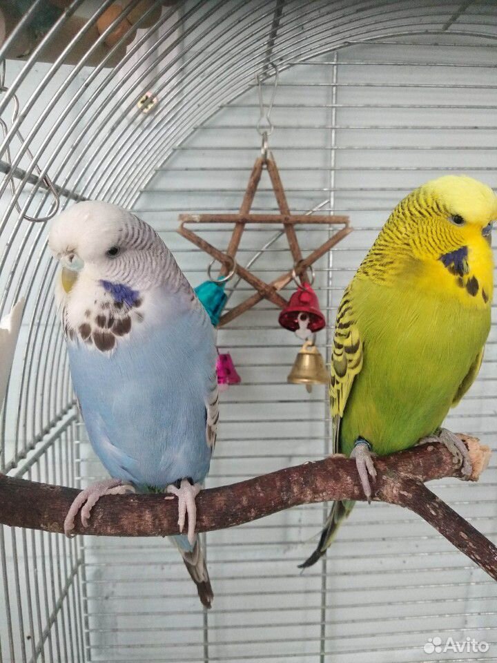 Пара выставочных волнистых попугаев, ввп чех купить на Зозу.ру - фотография № 2