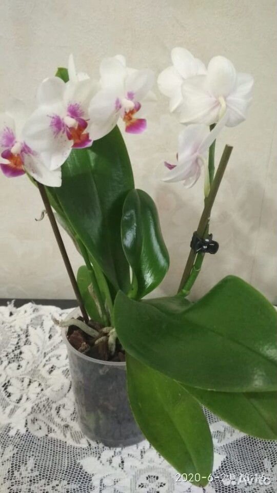 Орхидея фаленопсис цветущие купить на Зозу.ру - фотография № 5