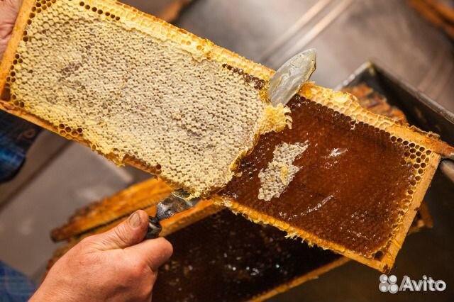 Мёд урожая 2020 года купить на Зозу.ру - фотография № 4