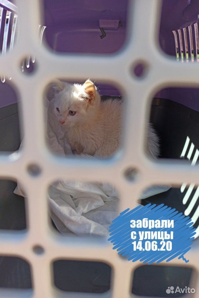 Белый котенок, девочка, 2,5-3 месяца купить на Зозу.ру - фотография № 3