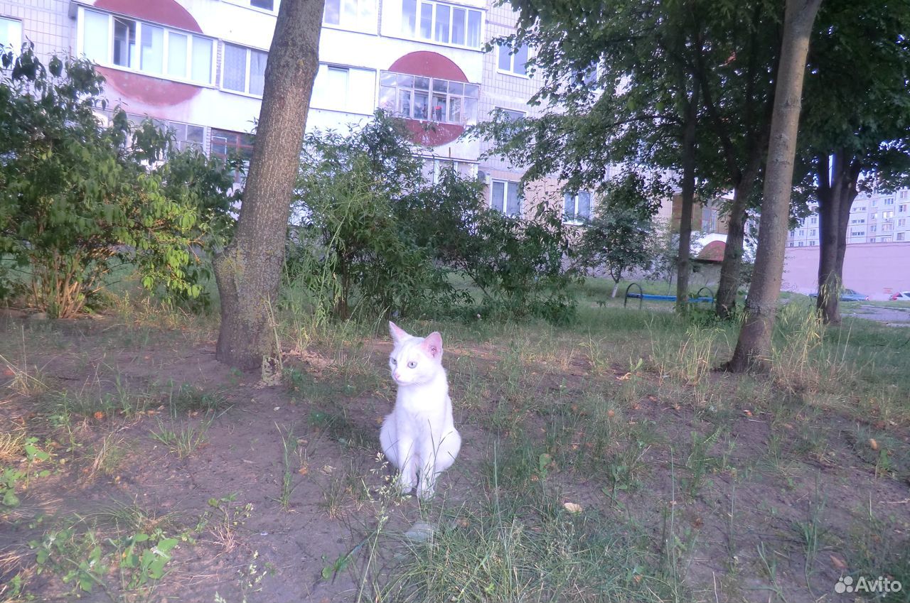 Белая кошечка купить на Зозу.ру - фотография № 3