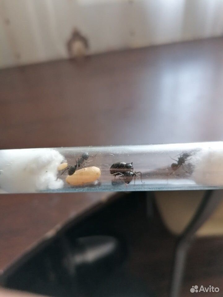 Camponotus vagus (муравей-древоточец) купить на Зозу.ру - фотография № 1