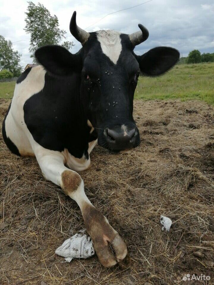 Корова на мясо или на содержание купить на Зозу.ру - фотография № 1