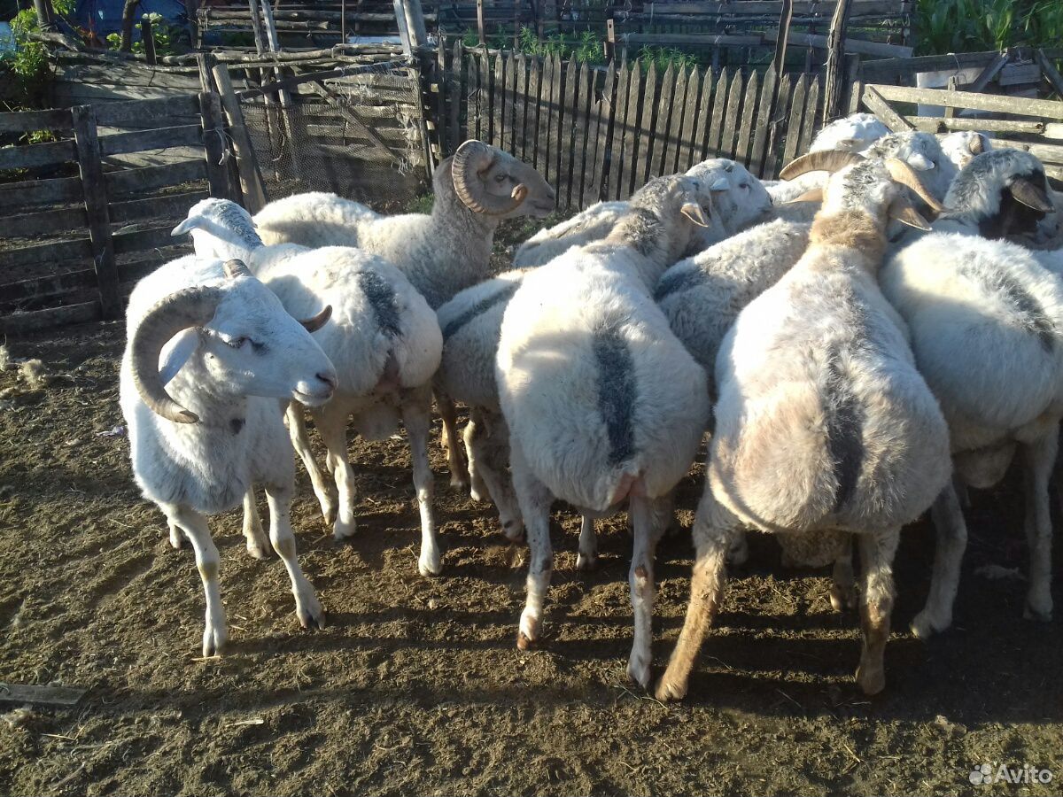 Овцы качкари 1.5 года купить на Зозу.ру - фотография № 1