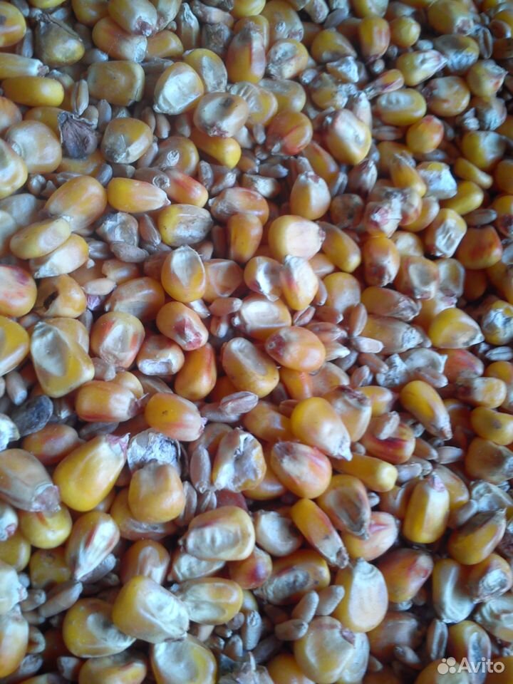 Зерносмесь (кукуруза+пшеница) купить на Зозу.ру - фотография № 1