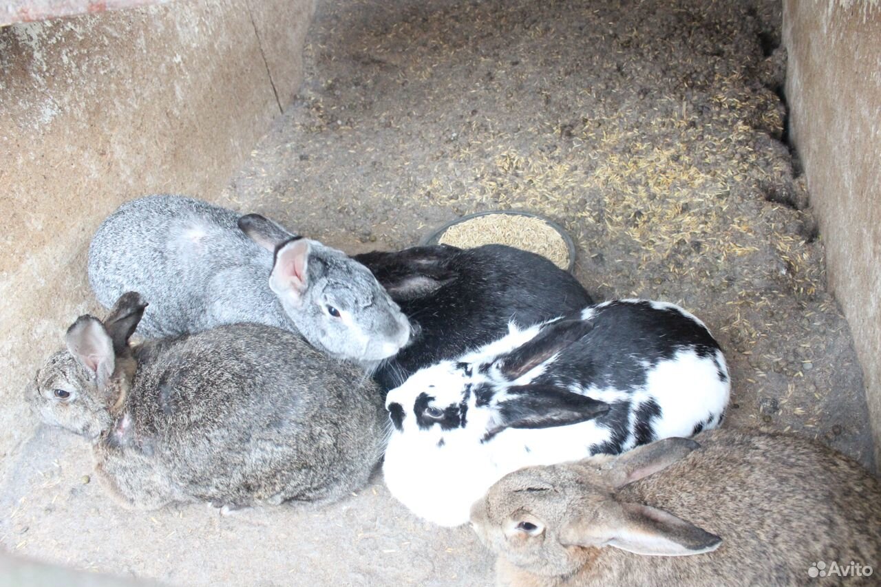 Красивые,здоровые кролики разной породы и возраста купить на Зозу.ру - фотография № 3