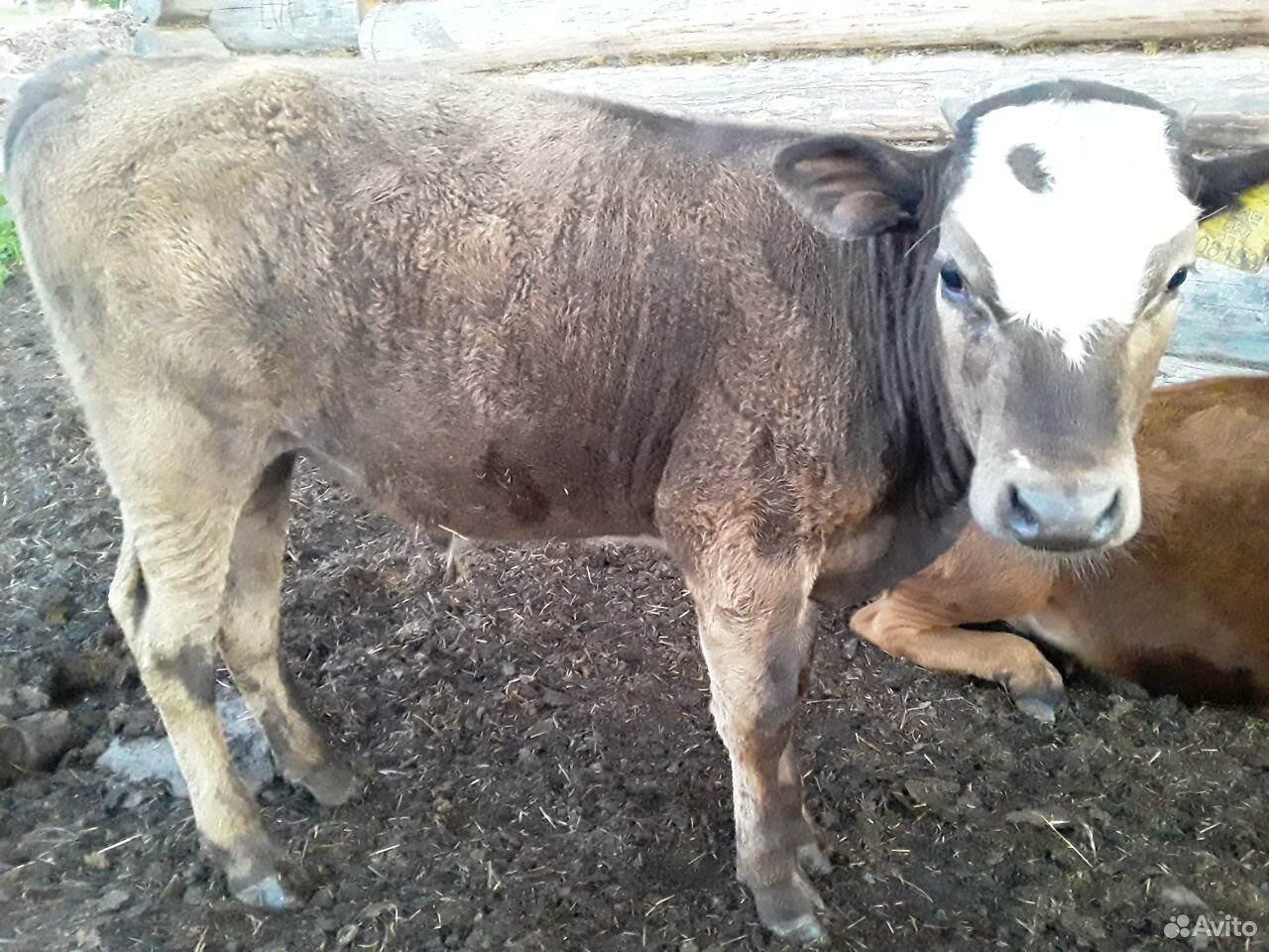 Продам корову с теленком(бычок, на подсосе).Есть т купить на Зозу.ру - фотография № 4