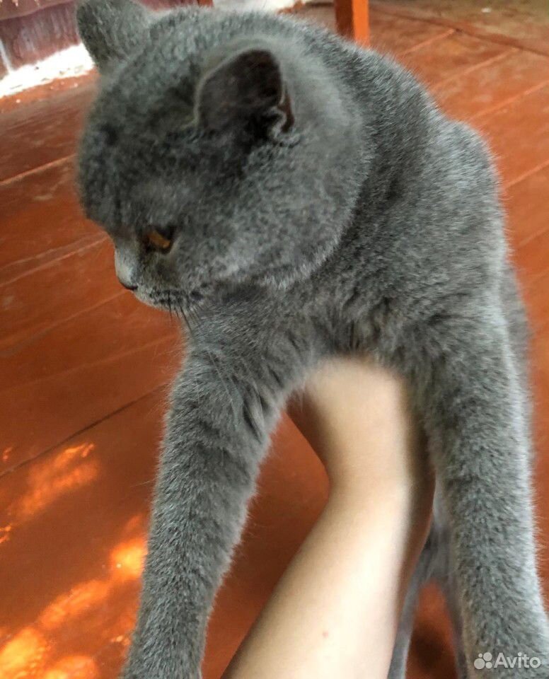 Кошка британочка купить на Зозу.ру - фотография № 2