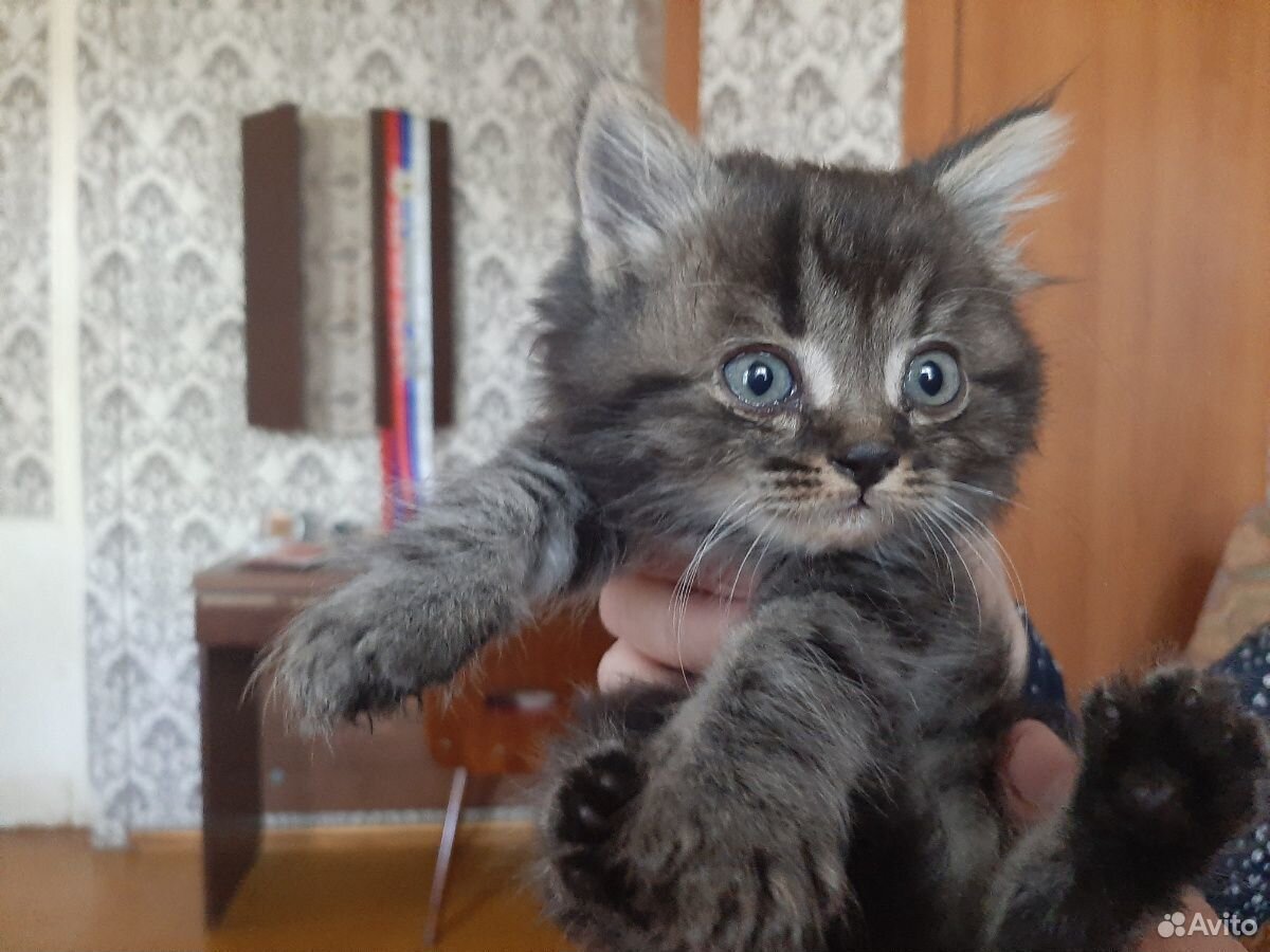 Отдам в добрые руки 3-х котят купить на Зозу.ру - фотография № 1