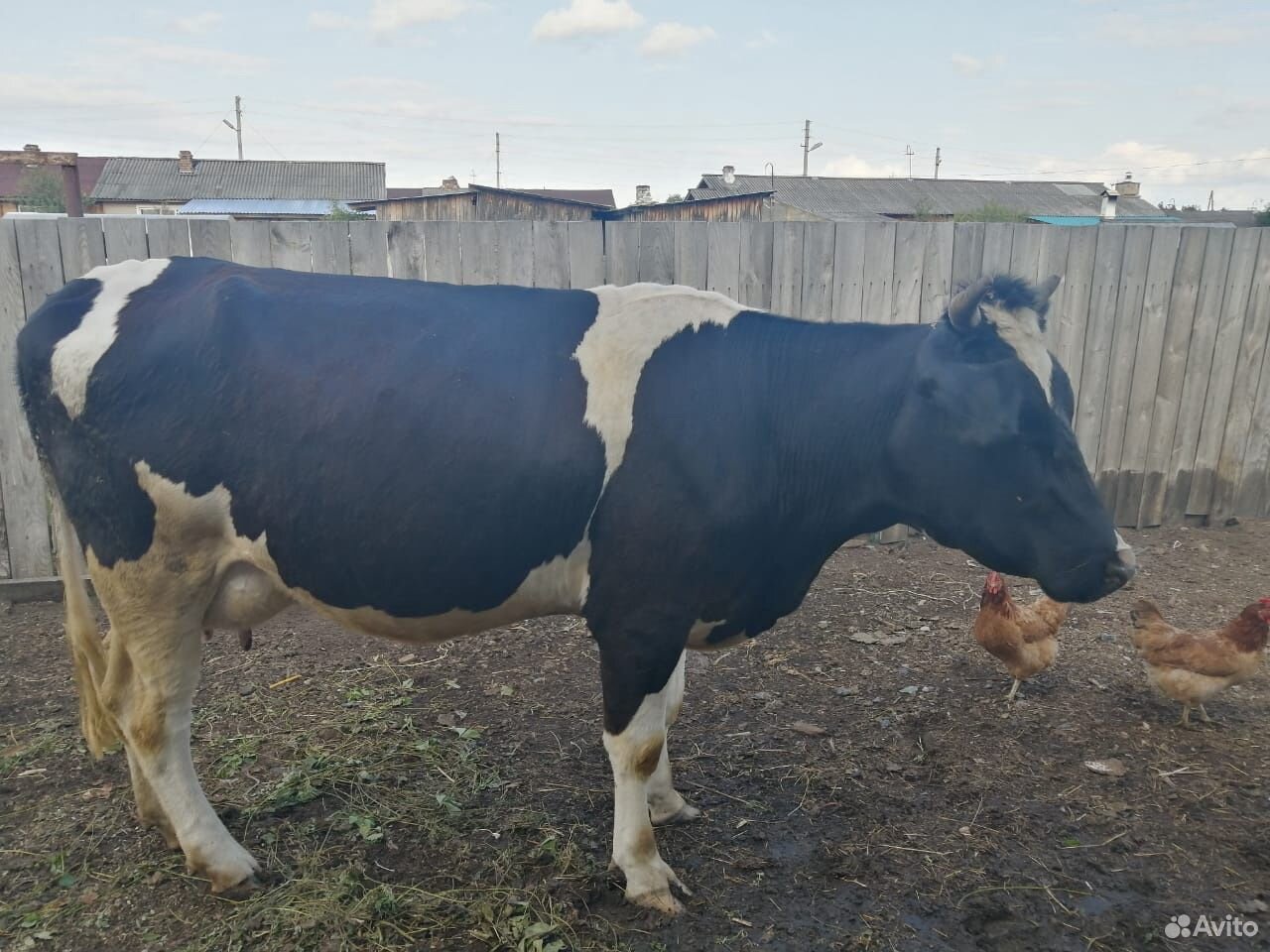 Корова (первотёлок) купить на Зозу.ру - фотография № 4