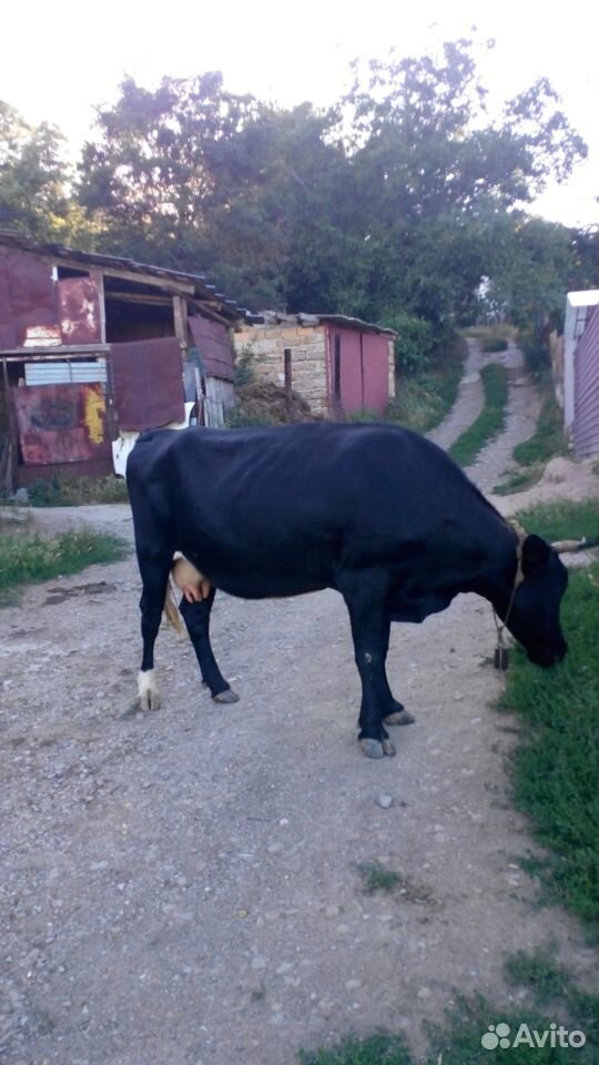 Продам корову стельную 8 мес купить на Зозу.ру - фотография № 2