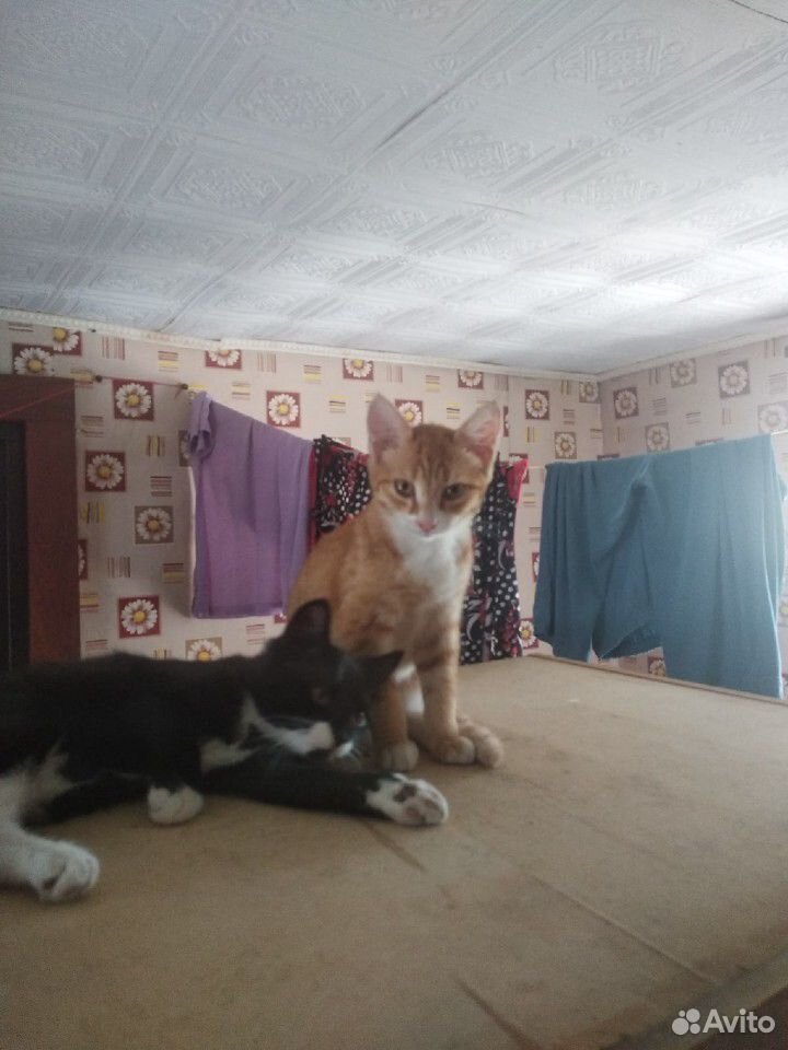Отдадиим котиков в дорые руки купить на Зозу.ру - фотография № 4