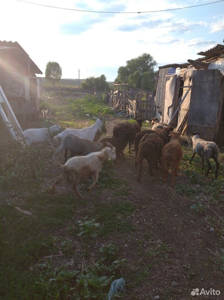 Овцы, бараны, коза купить на Зозу.ру - фотография № 4