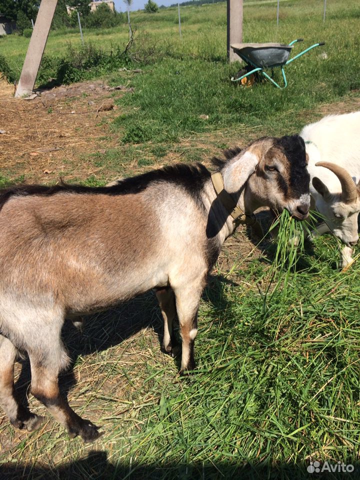 Продаются две дойные козы,молодая козочка и нубийс купить на Зозу.ру - фотография № 4