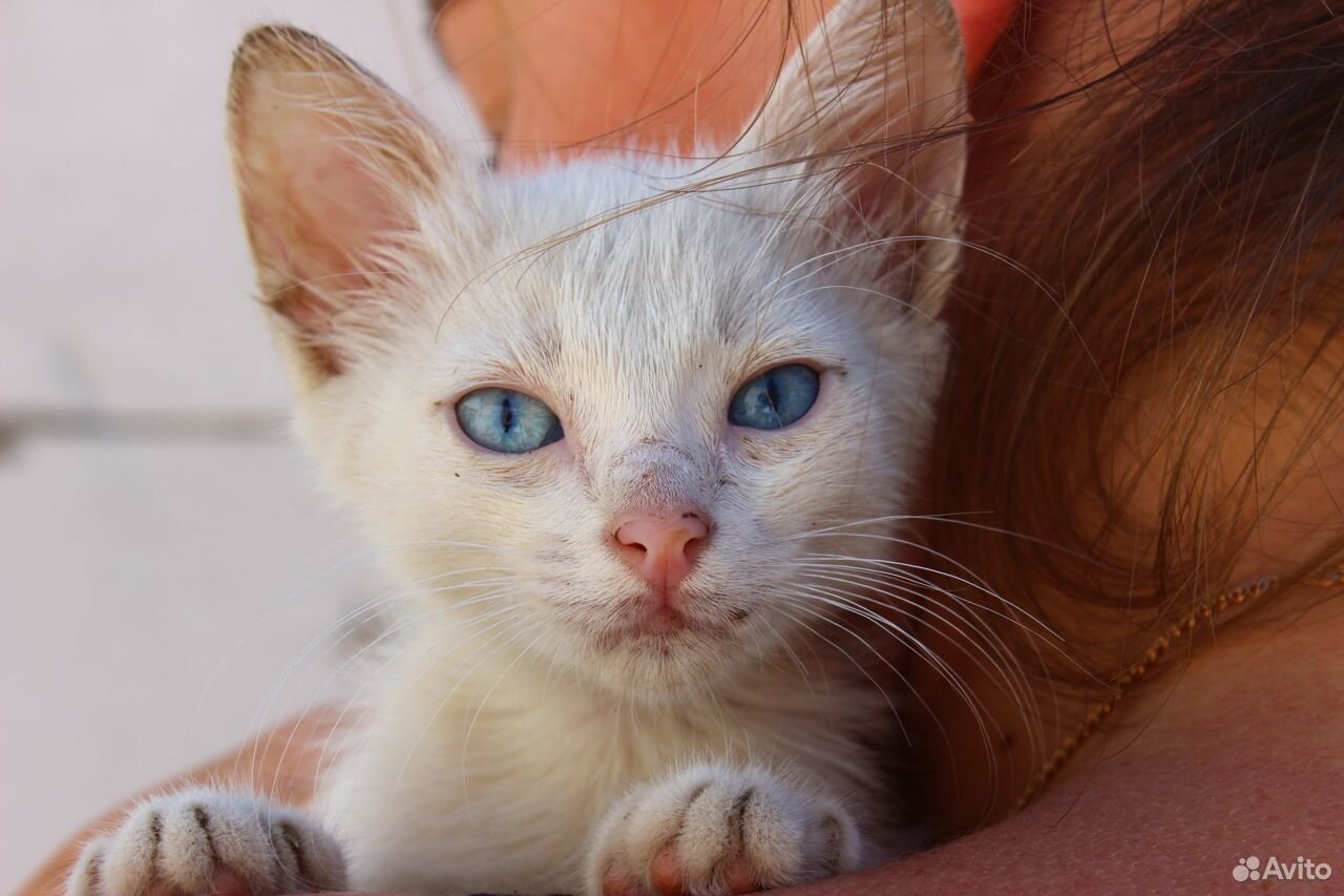 Белый кот купить на Зозу.ру - фотография № 3
